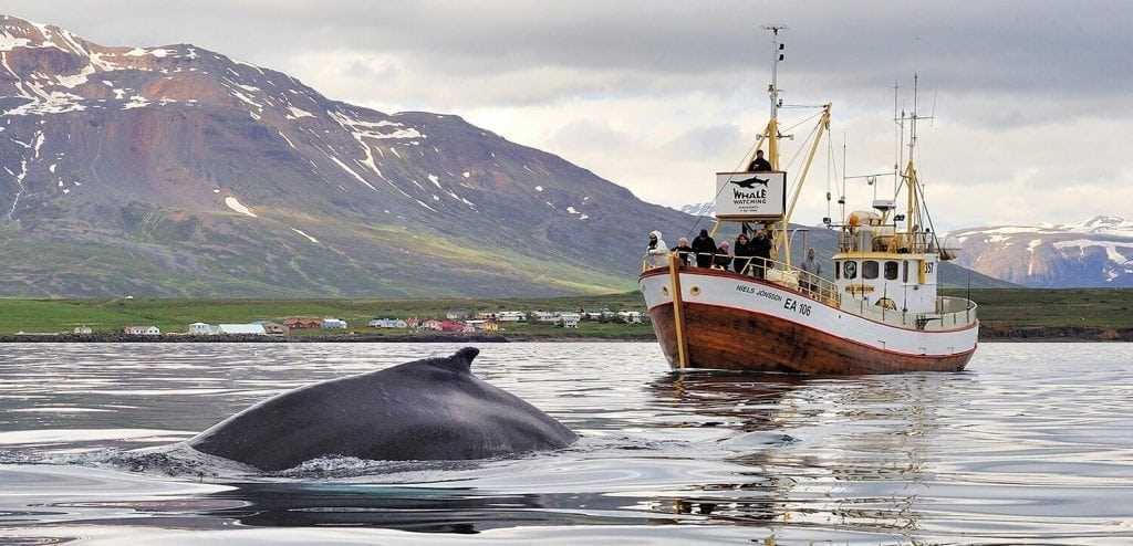 Whale Watching
