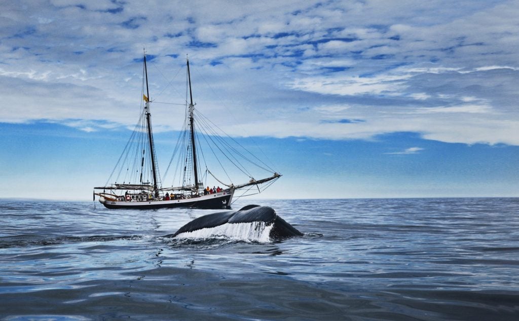 Whale watching schooner