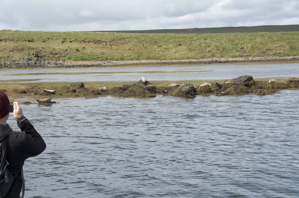 Seals northwest Iceland