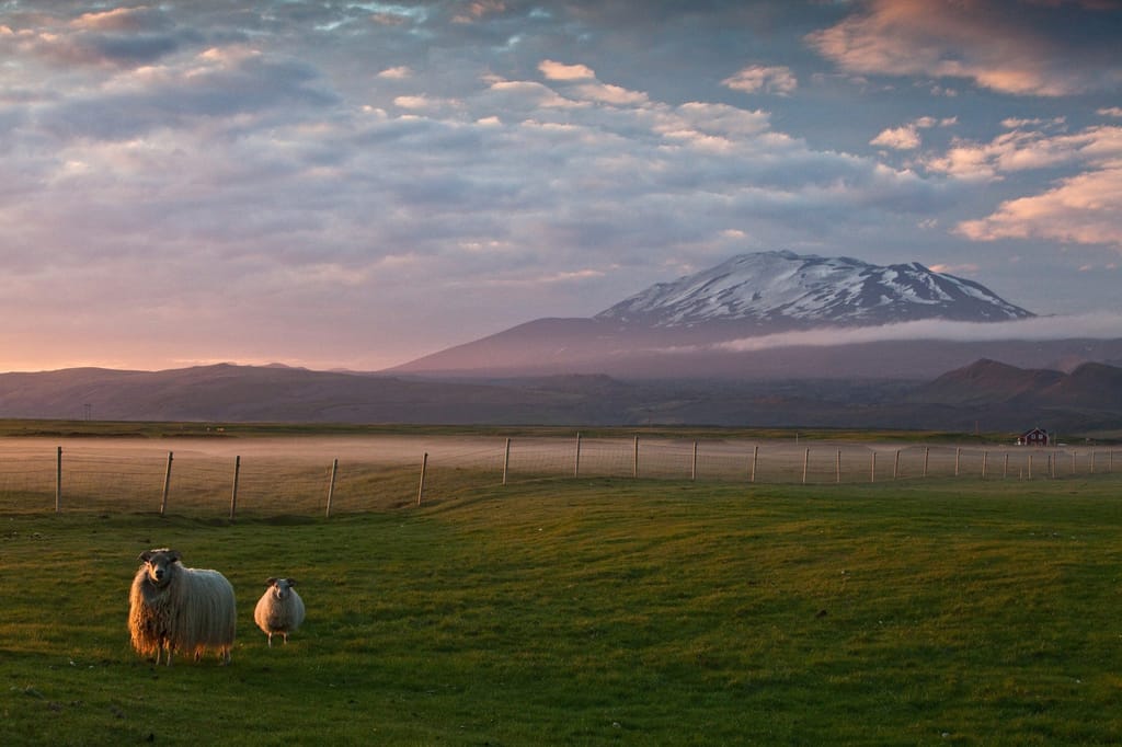 Icelandic sheep at Hekla