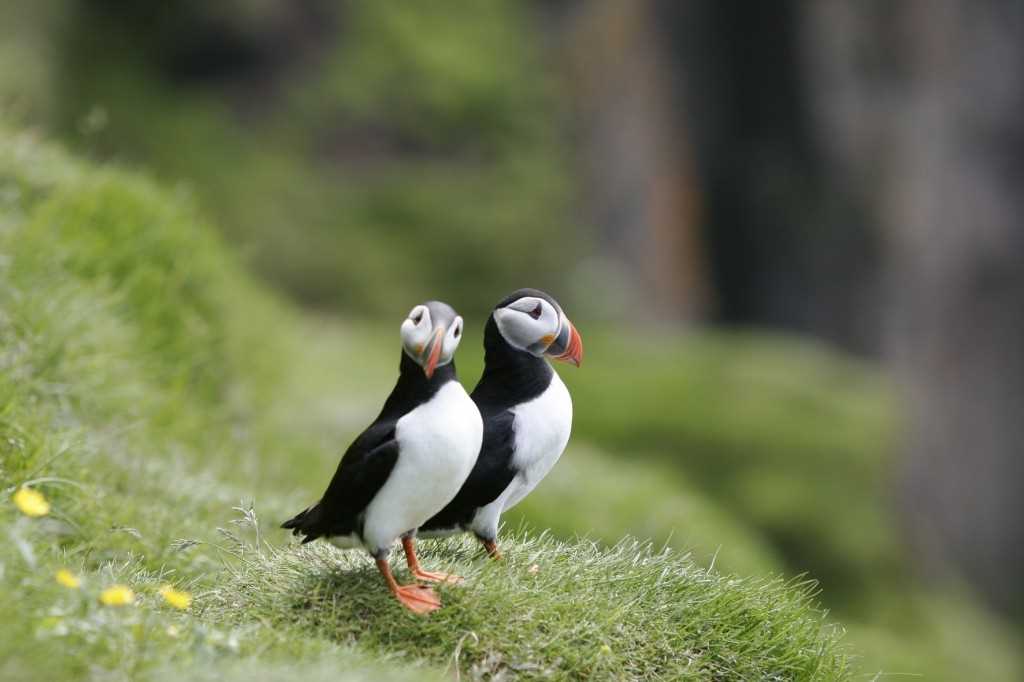Puffins looking