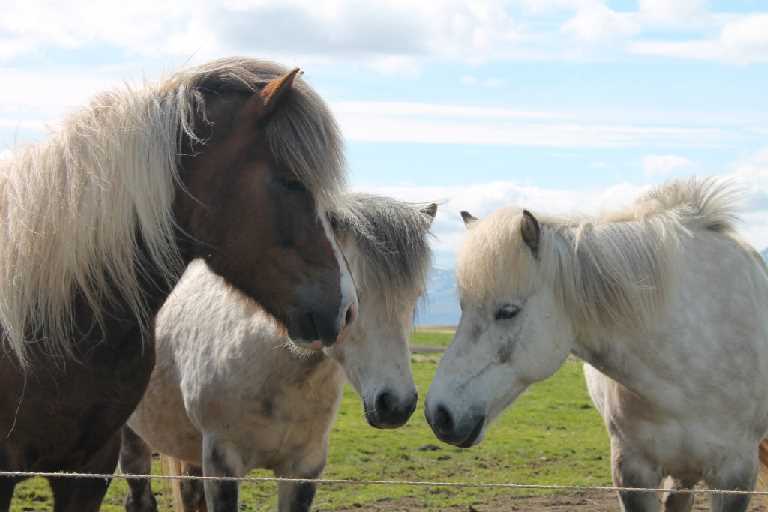 Horses Borgarnes