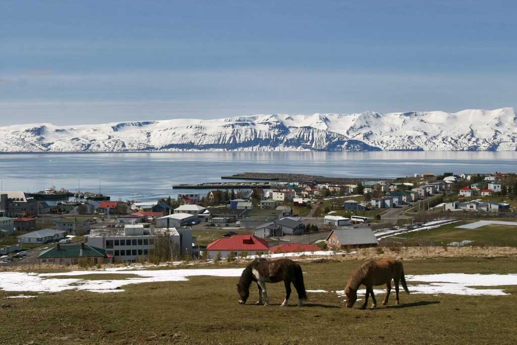 hvalir IMG_0580