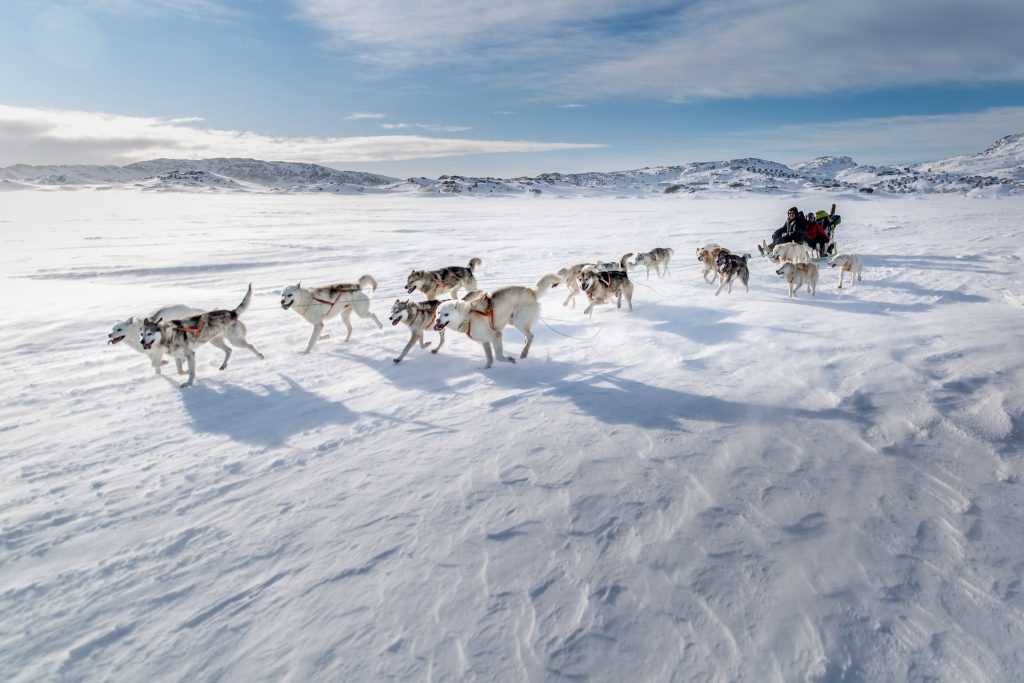 Greenland dogsled tour