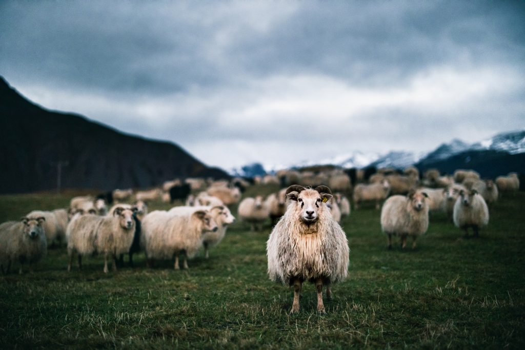 Icelandic freeroaming Lamb