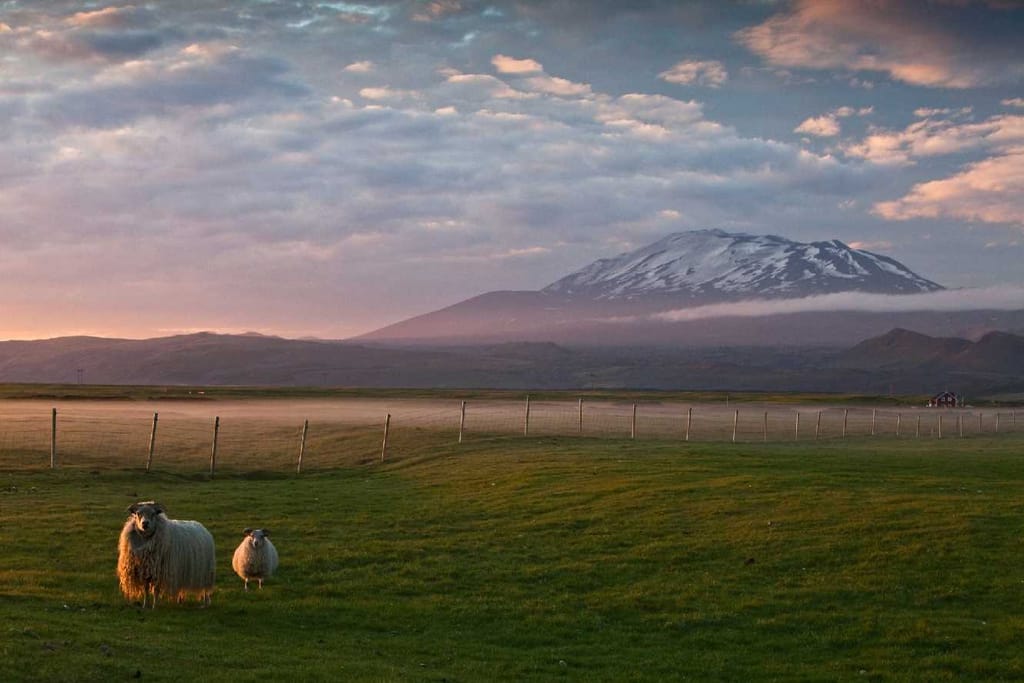 Icelandic sheep in the morning mist, Volcano Hekla in background