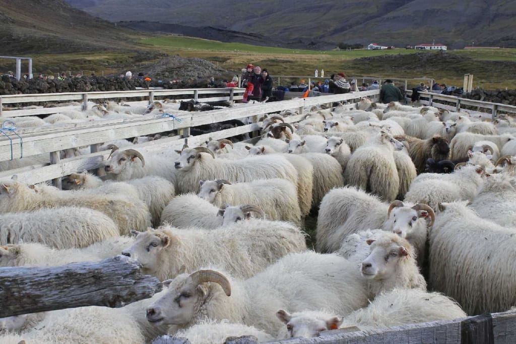 lamb borgarnes iceland icelandic times