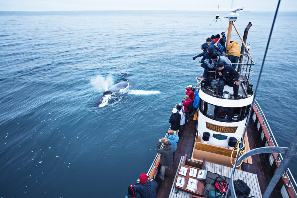 Close whale encounter North Iceland