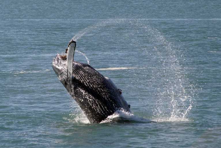 whales 19.08.06 066