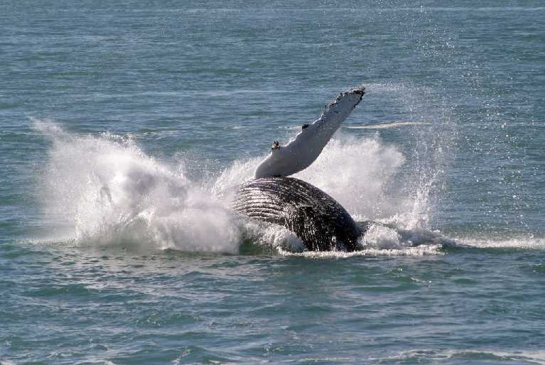 whales 19.08.06 067