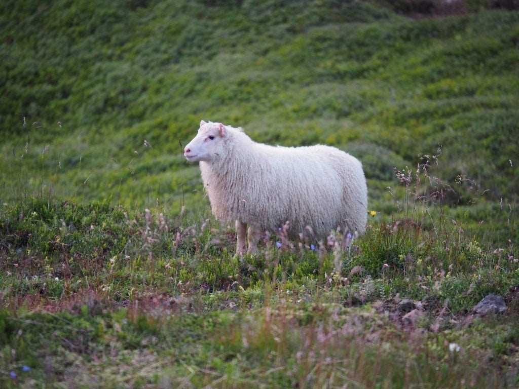 A sheep roaming free