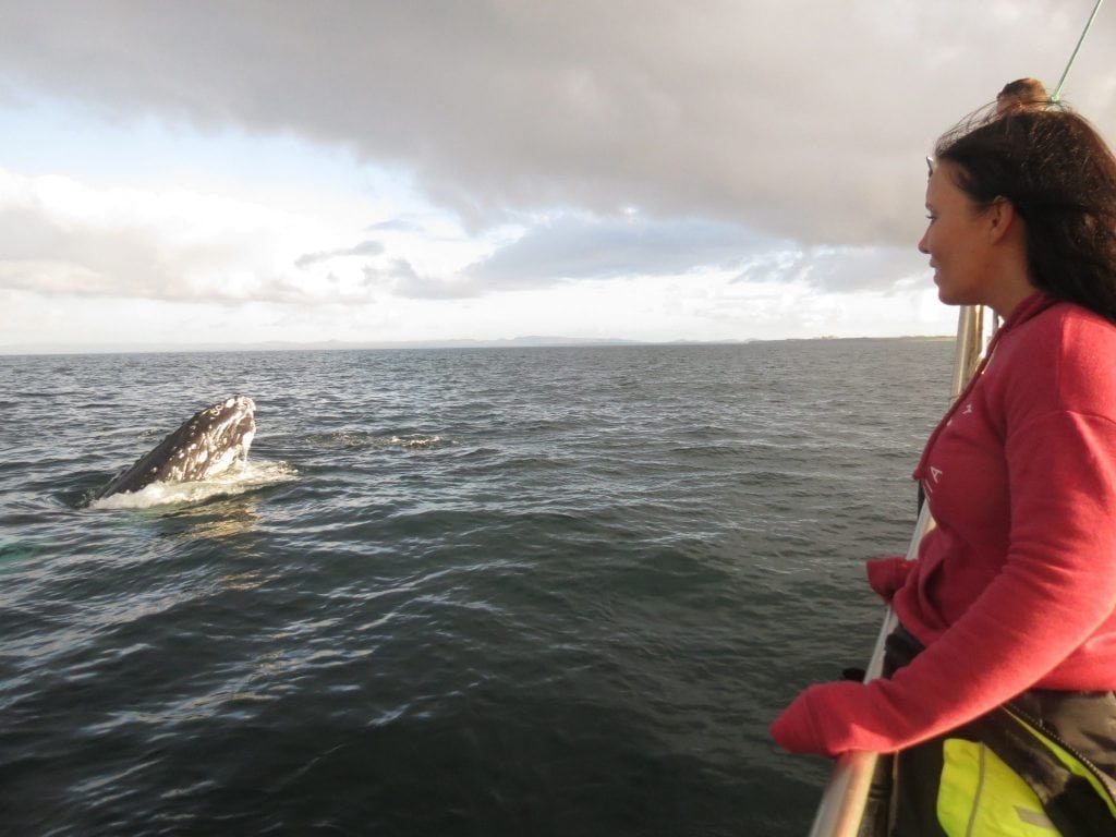 Whale Wathcing Reykjanes