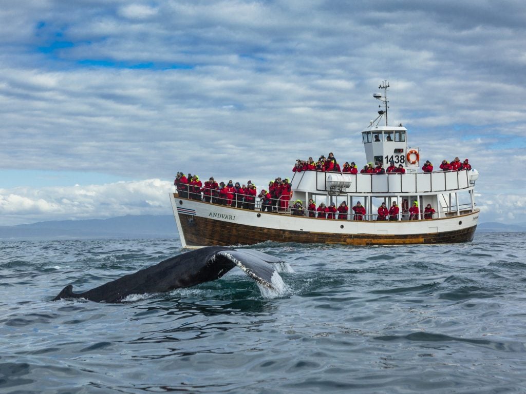 Whale watching boat Húsavik