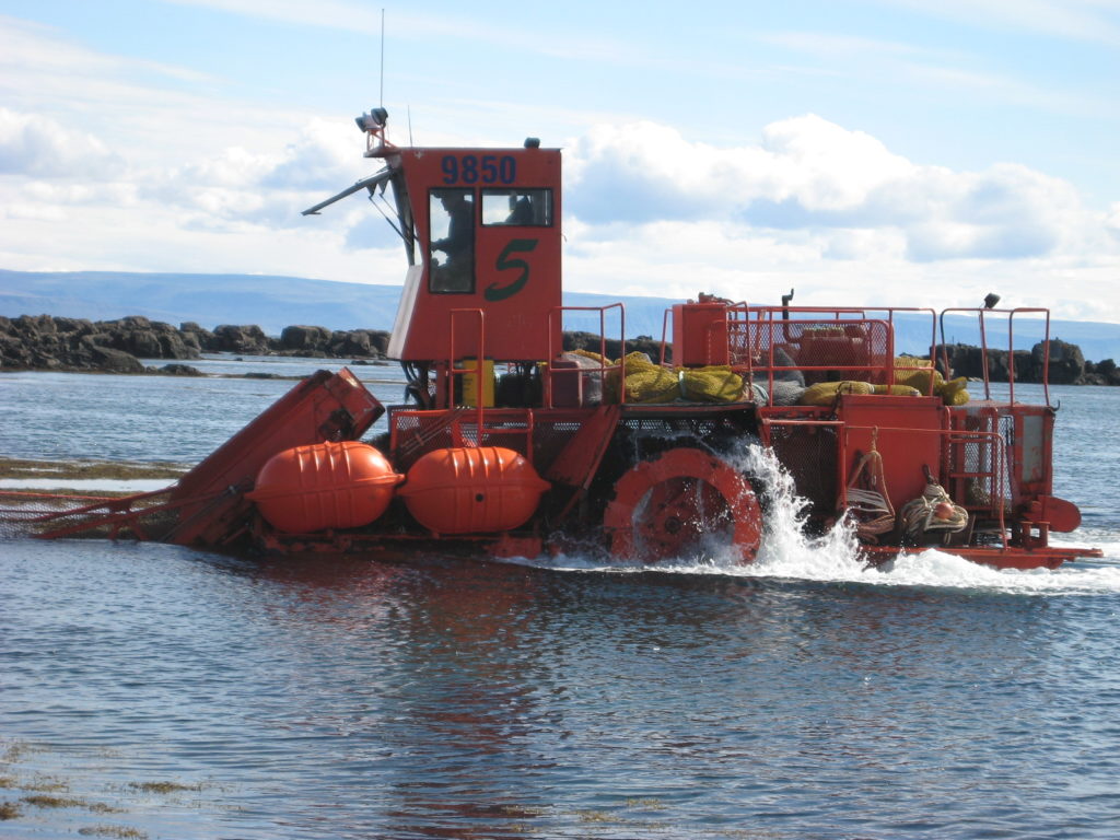 Seaweed farming Iceland