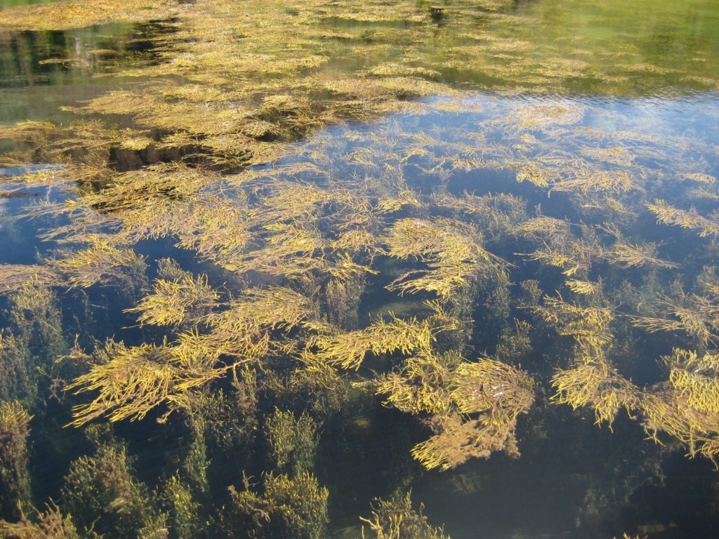 Seaweed farming Iceland