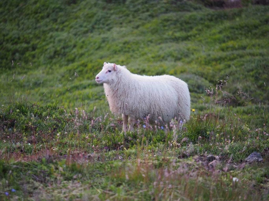 A sheep roaming free