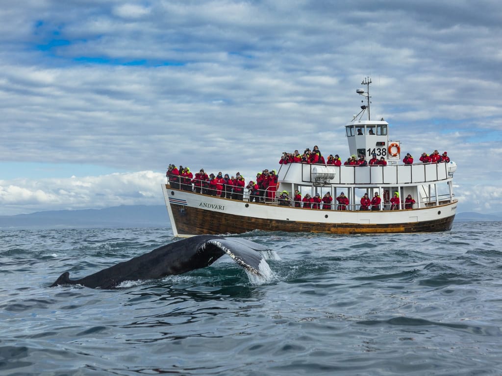 Whale watching boat Húsavik