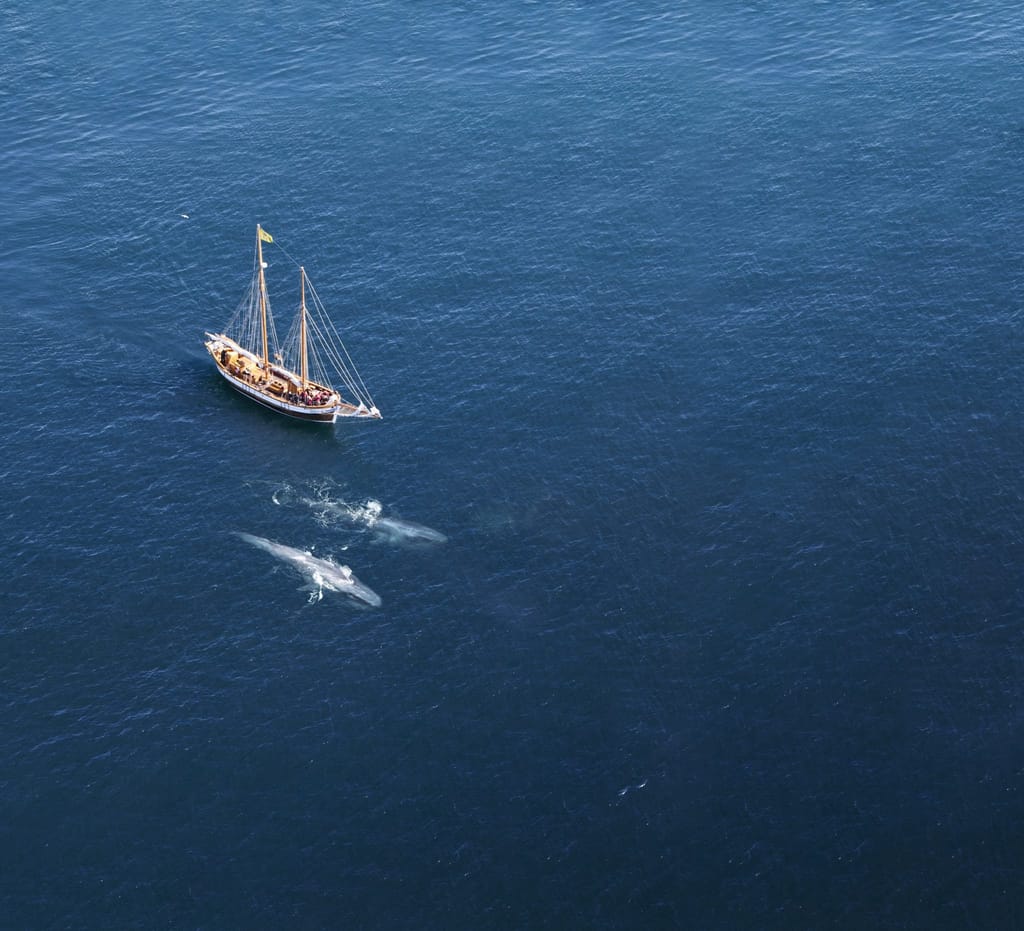 Blue whale Húsavik