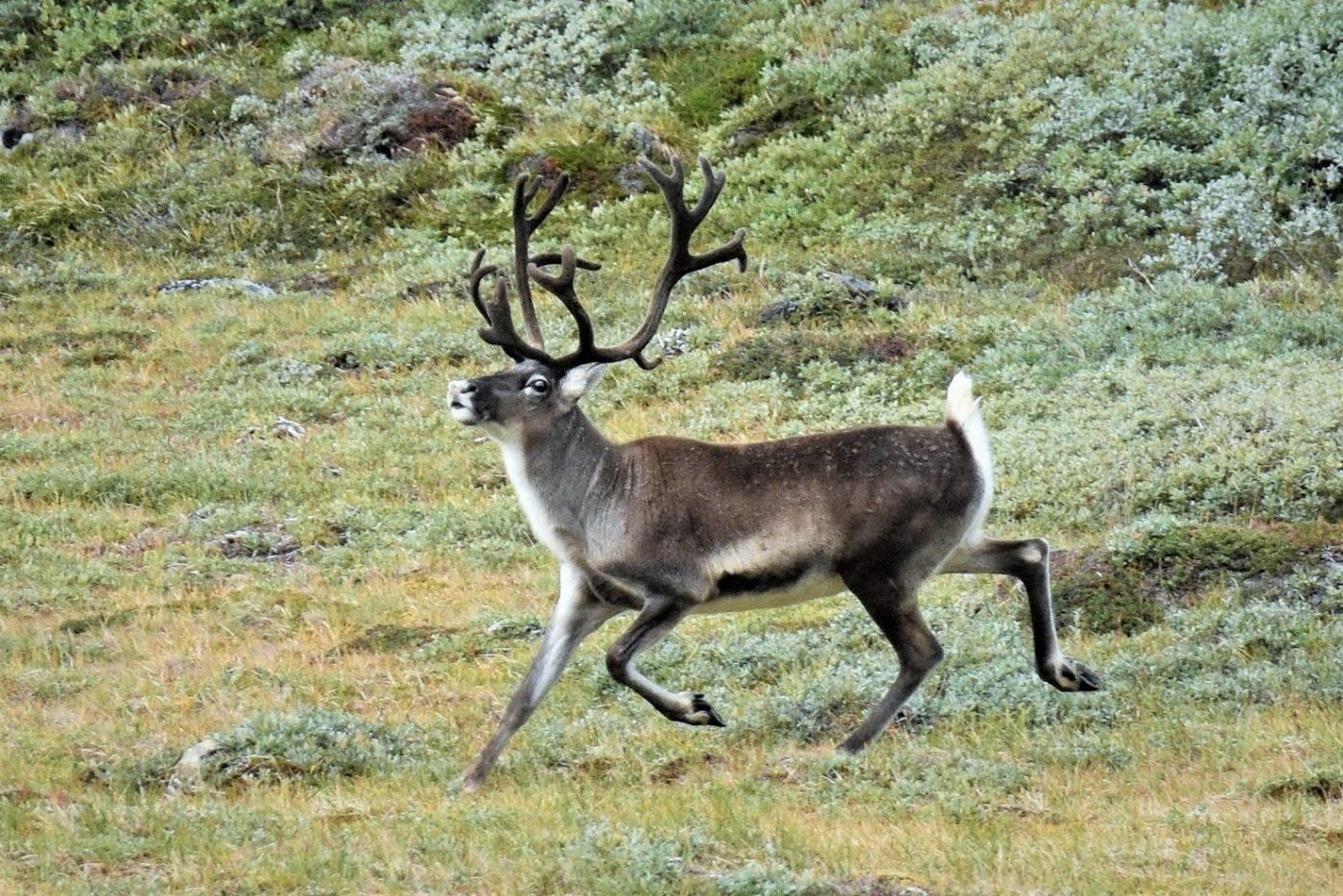 Reindeer-Greenland