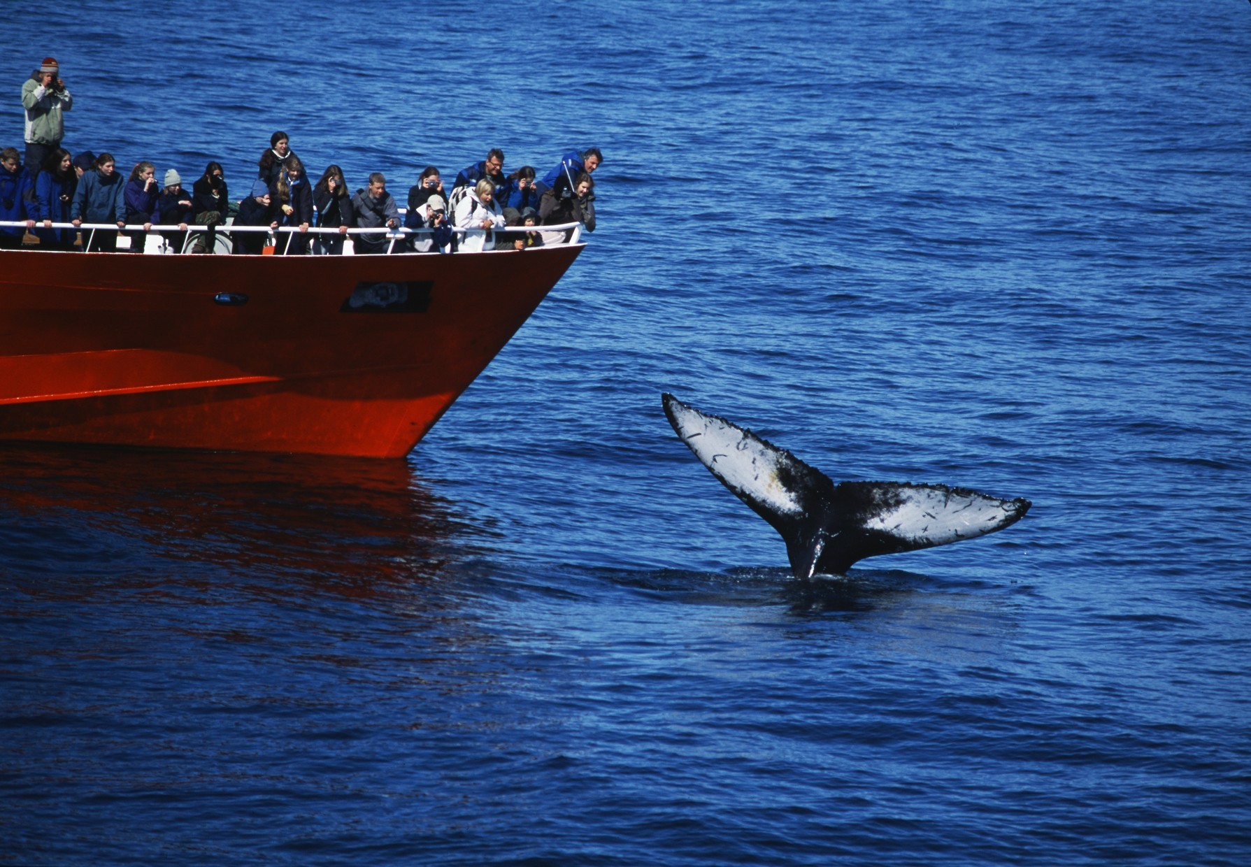 Whale_watching_in_Iceland_Elding_Humpback1