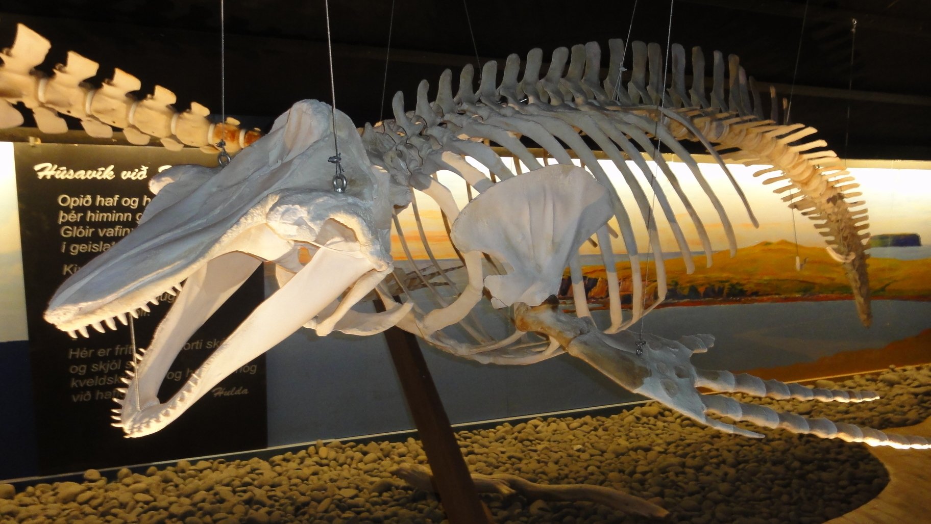 Húsavik Whale Museum