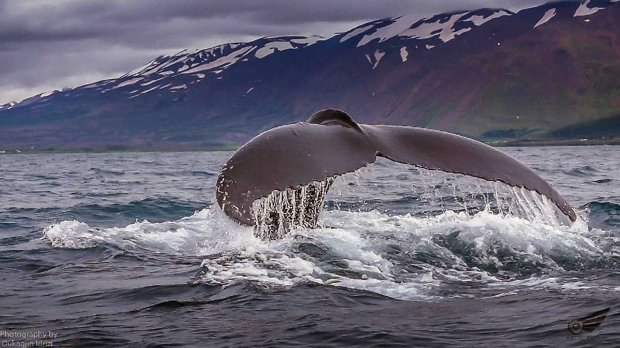 akureyri icelandic times whale