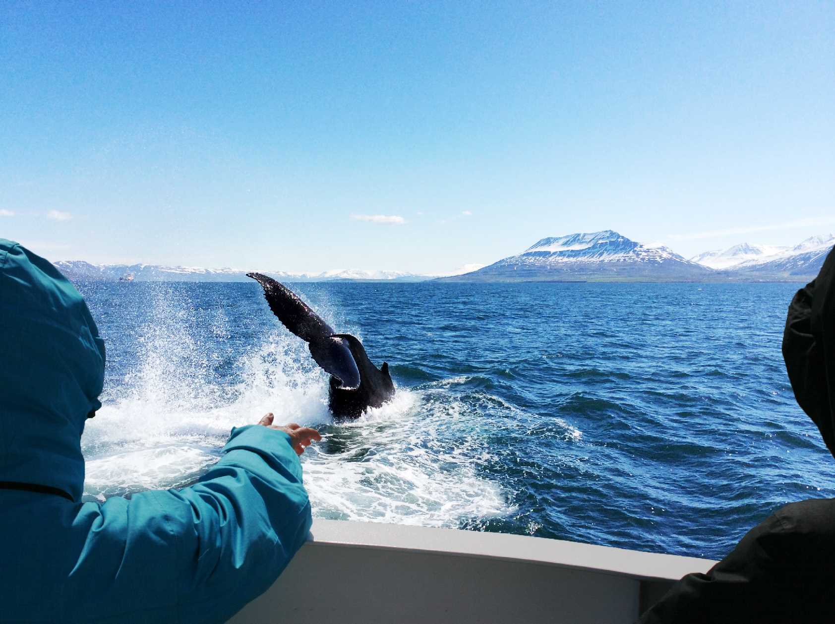 ambassador whale akureyri icelandic times