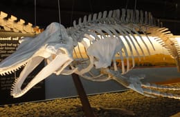 Húsavik Whale Museum