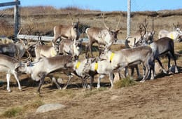 Stefán Hrafn Magnússon - Reindeer Farmer