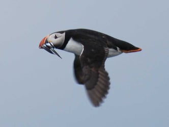 2010_07_06_1400_Puffin1_Megan