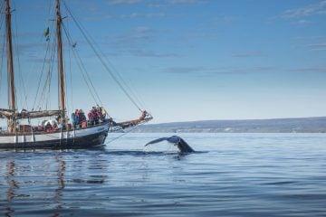 Whale watching North Iceland