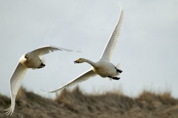 The Icelandic Swan