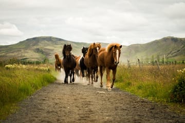 Sólhestar Horse riding tours