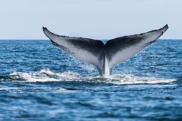 Whale watching tour - Voga Seatours