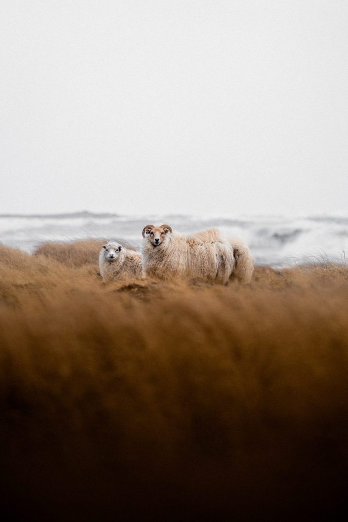 Lamb of Iceland