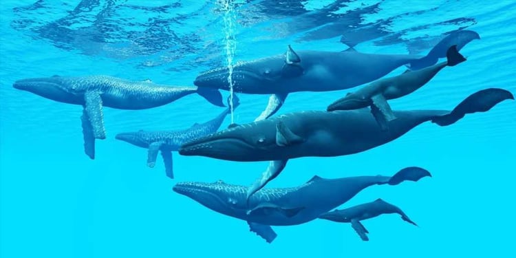 The Humpback whale is a very social aquatic mammal that gathers in large groups.