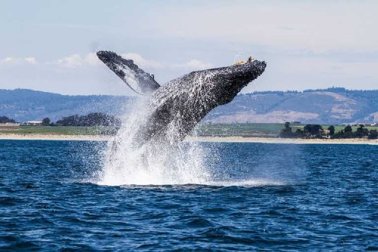 047789439-humpback-whale-breaching