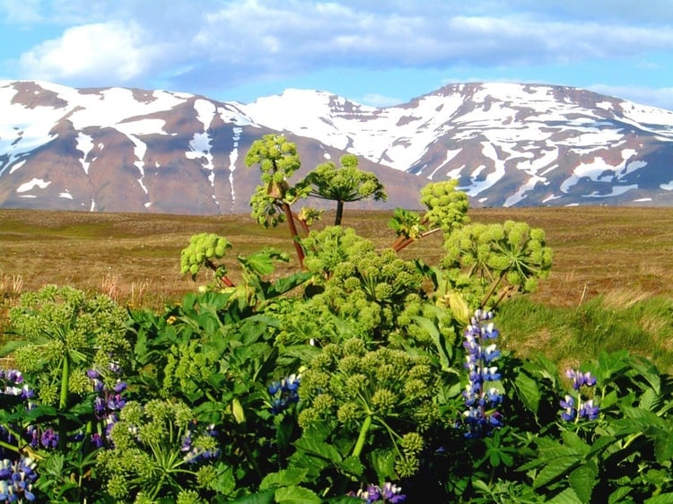 Angelica and lupines in Hrisey
