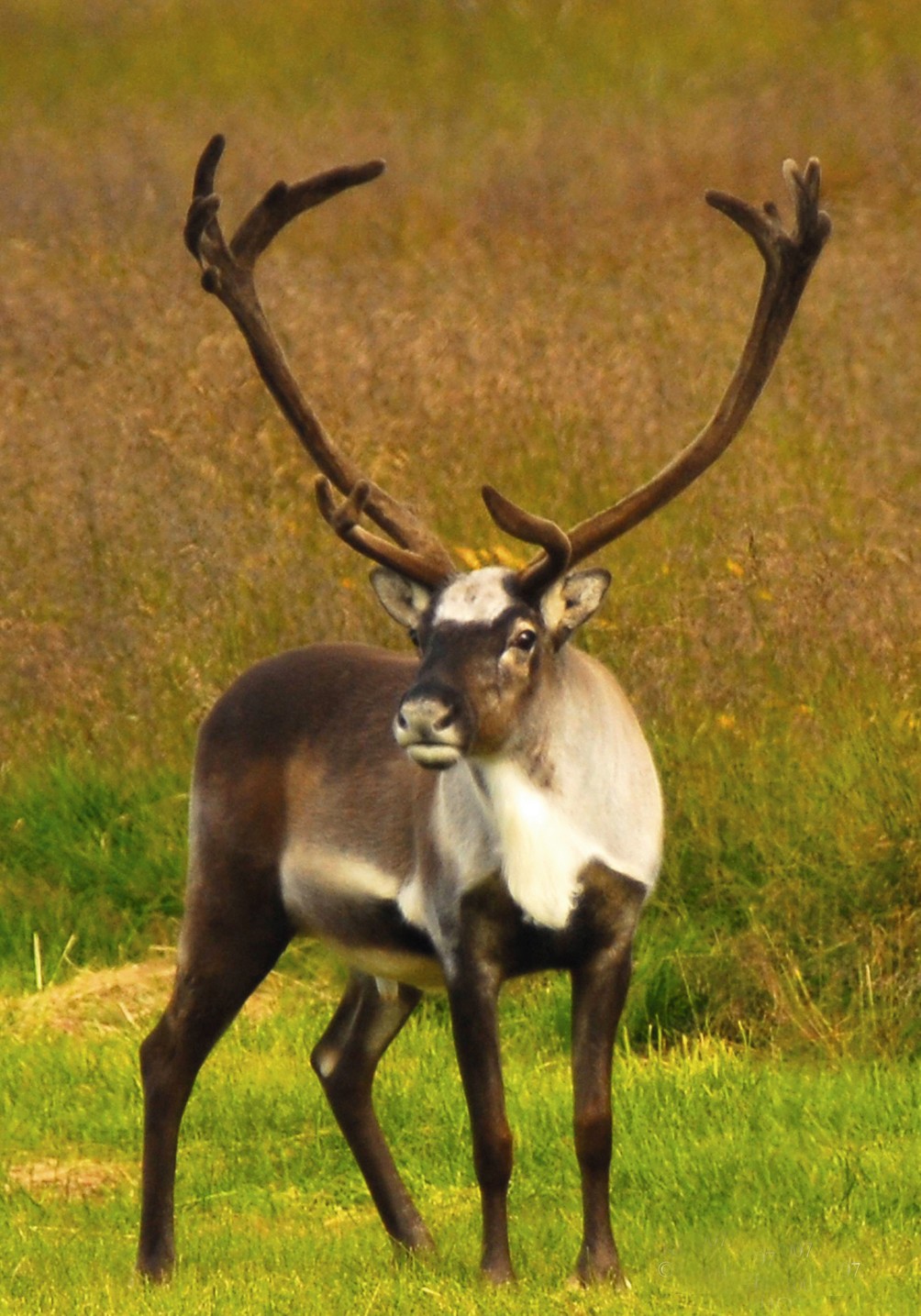 The Home of the Reindeer in Grassy Heaths and Fertile ...