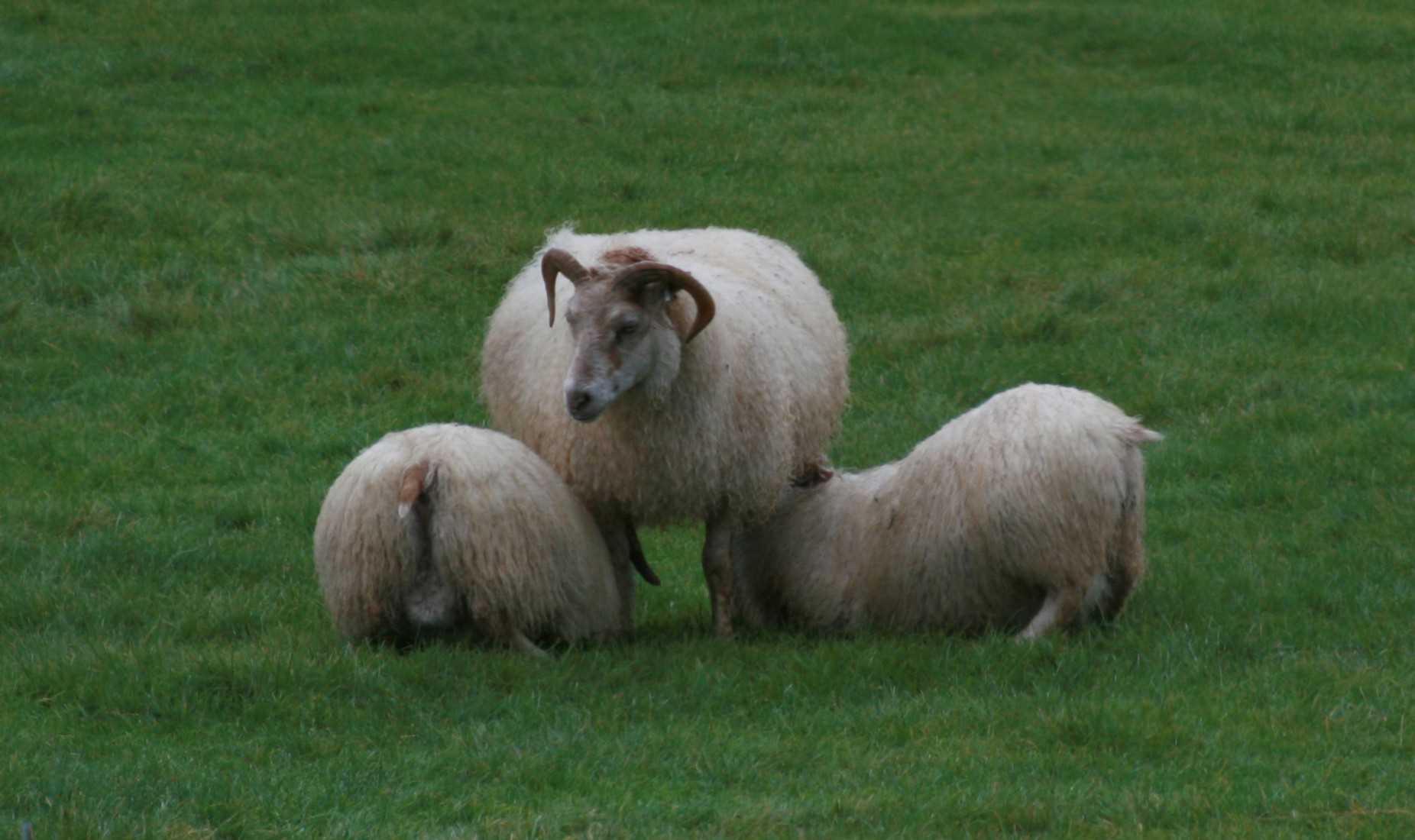 The Icelandic model who shears sheep