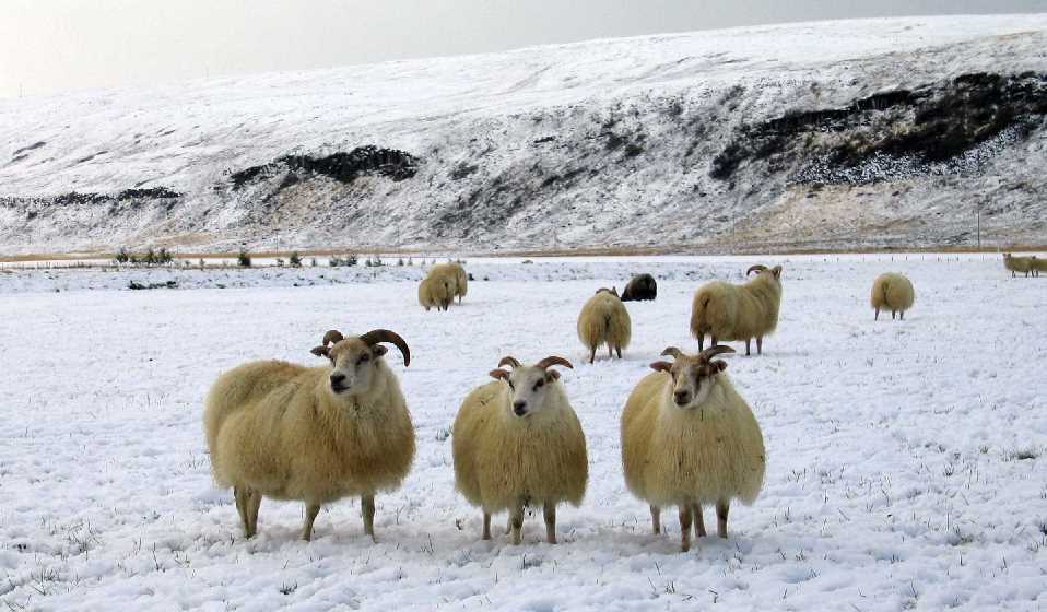 The Icelandic Sheep Icelandic Times