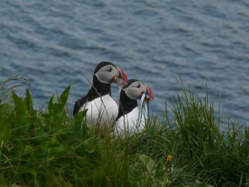 Capital of puffins1
