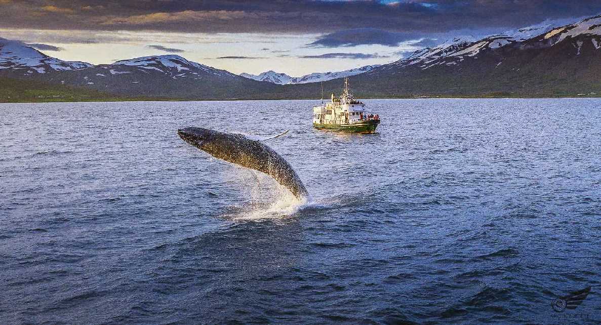 ambassador of whale icelandic times akrureyri