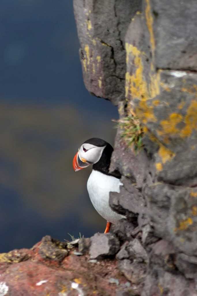 Puffin at Látrabjarg – Westfjords - Iceland