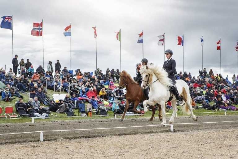 Celebrate the Icelandic Horse Icelandic Times