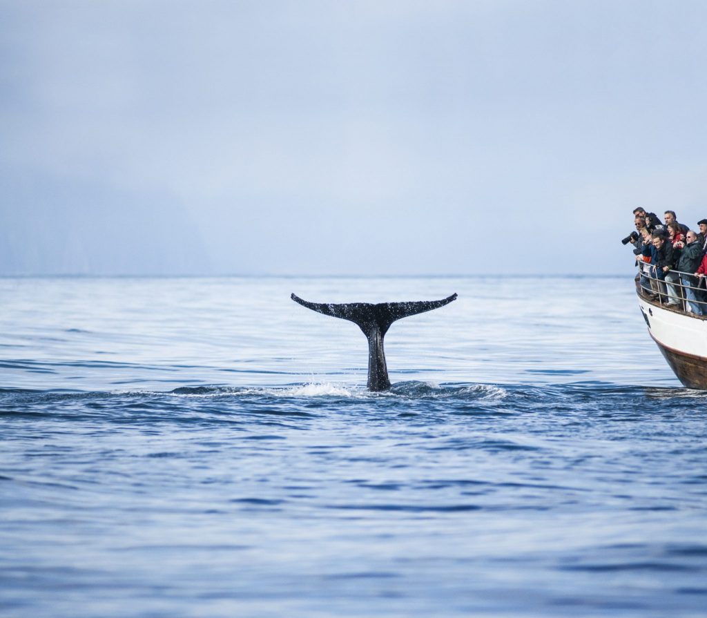 Close whale encounter