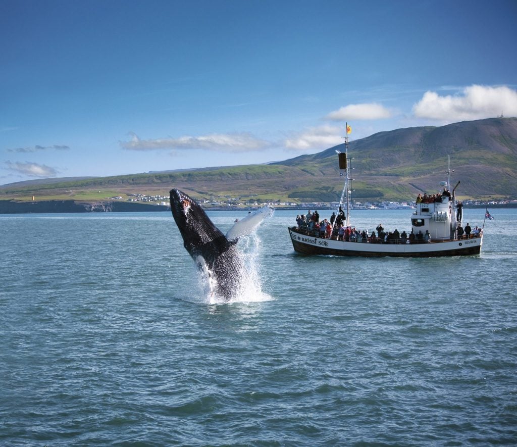 Humpback whale jump