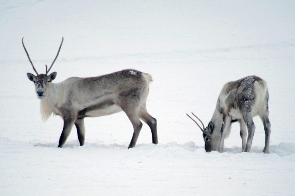 Icelandic reindeer