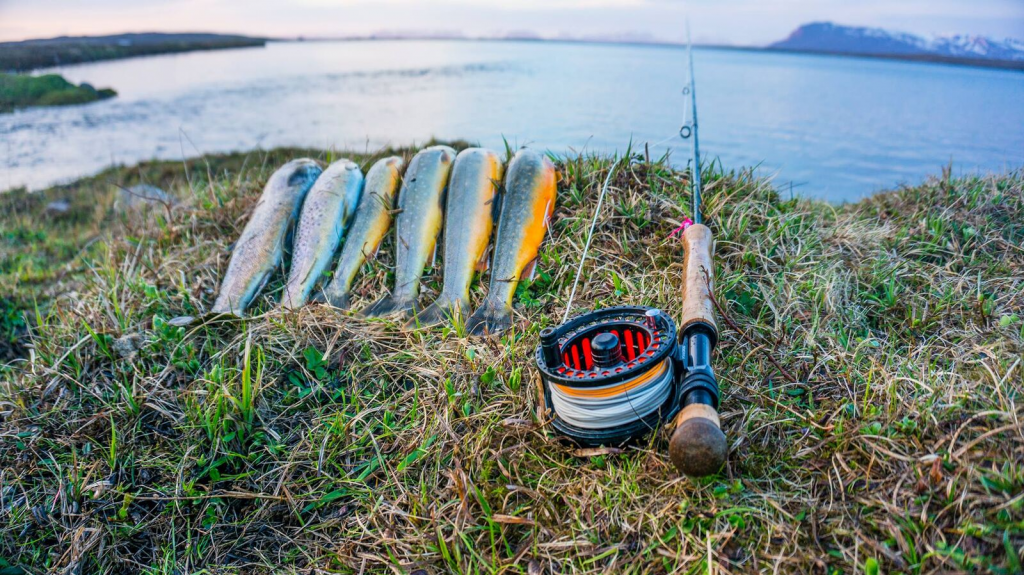Pêche au Saumon Nord Islande