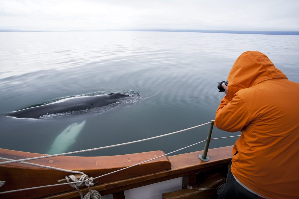 Whale encounter